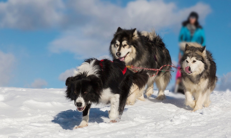 chiens-traineaux-01