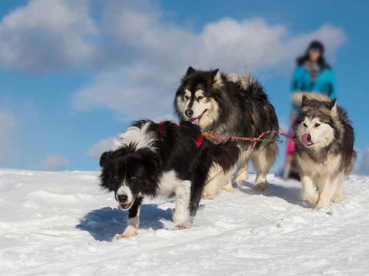 chiens-traineaux-01